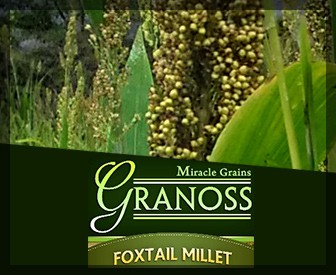 Millet Seeds, for Cooking