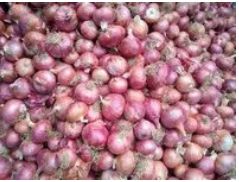 Organic Export quality super Onion