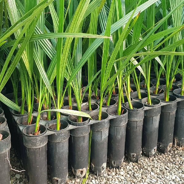 barhi date plants, Cultivation Type : Natural, Organic at best price ...