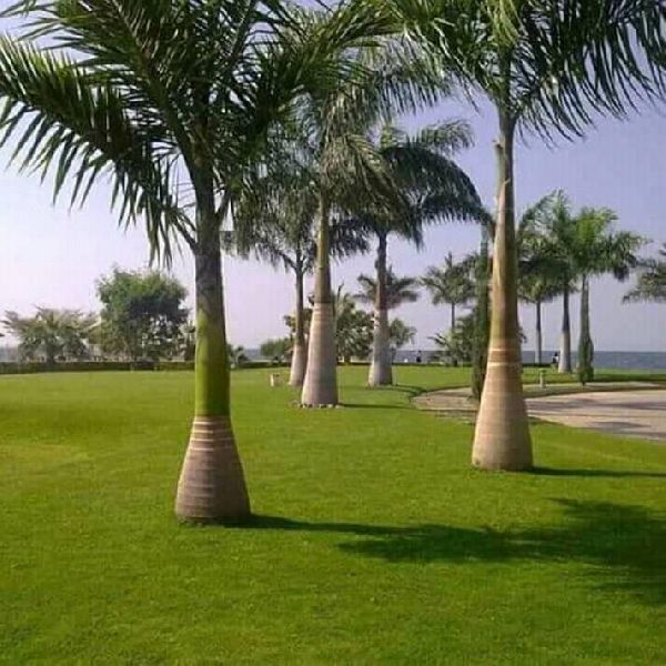How Much Do Royal Palm Trees Cost? Here's A Full Breakdown
