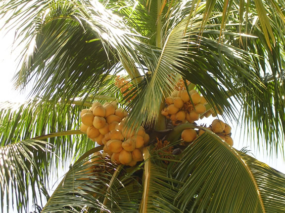 coconut trees, Type : Coconut, Fresh at best price INR 1,800 / Piece in ...