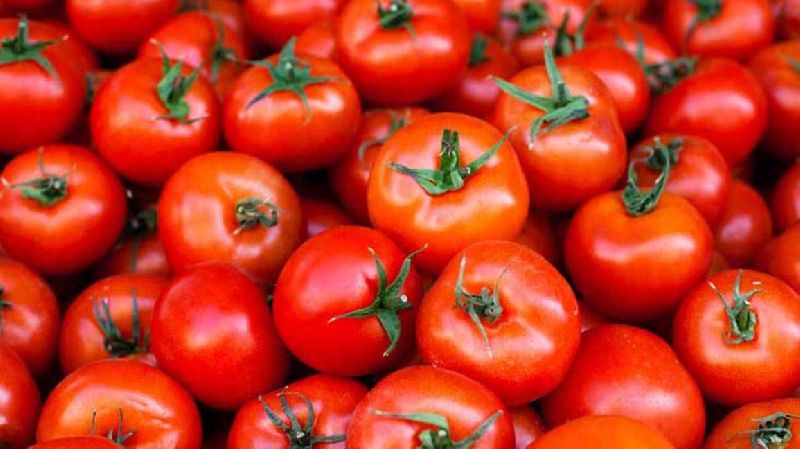 Common Fresh Tomato, for Cooking, Skin Products, Packaging Size : 5-20kg