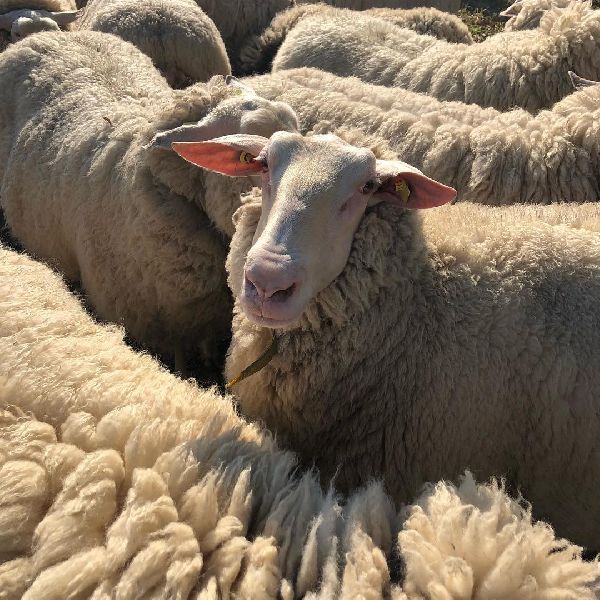 Live Sheep, Gender : Male, Female