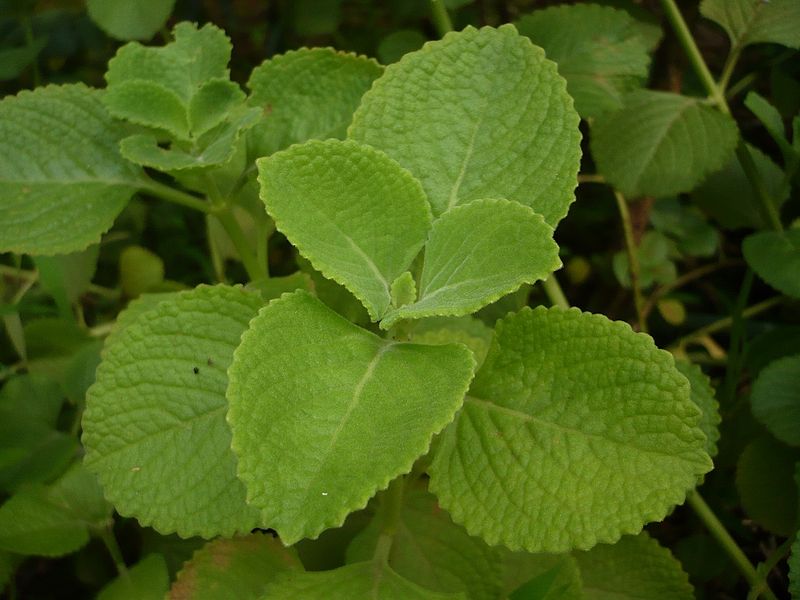 Indian Borage Leaf Power, Coleus amboinicus, Style : Dried