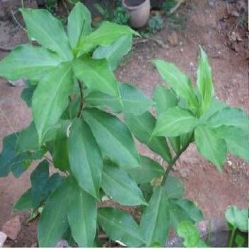Insulin Plant Leaf Powder, Chamaecostus Cuspidatus