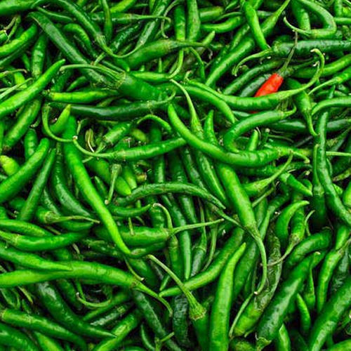 Fresh Green Chilli