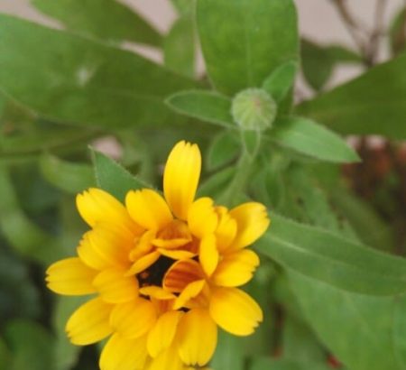 Natural Calendula Seeds, for Gardening