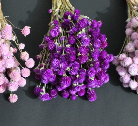 Dried Gomphrena Globosa