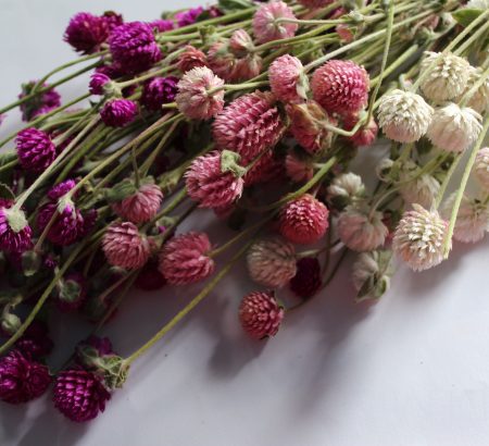 Dried Try Color Mix Gomphrena Bunch
