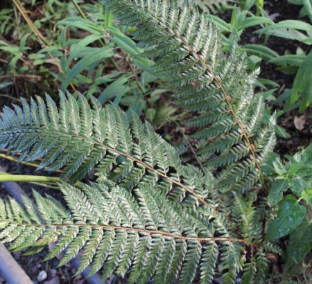 Organic Fern Plant, for Decoration