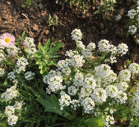 Sweet Alyssum Seeds