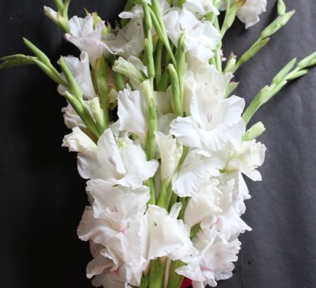 White Gladiolus Bouquet