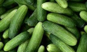 Organic Fresh Cucumber,fresh cucumber