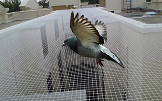 Bird Protection Net Installation Services