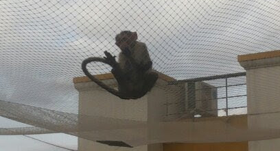 Monkey Safety Net Installation Services