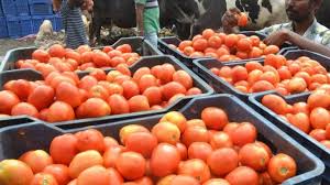 Am merchent fresh tomato, Shelf Life : 3-7days