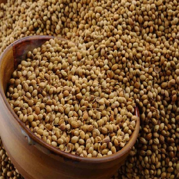 100% Organic Coriander / Coriander Seeds High Quality