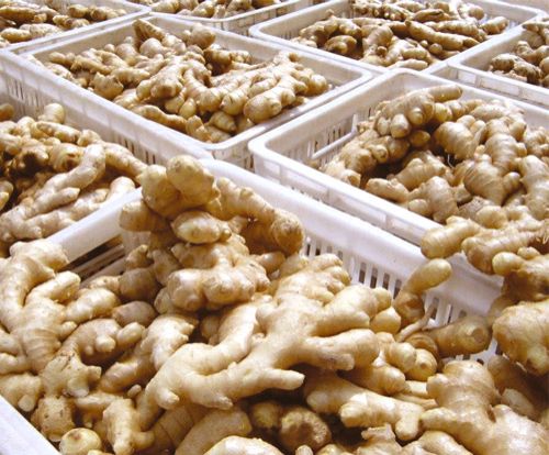 Good Quality Fresh Ginger For Sale