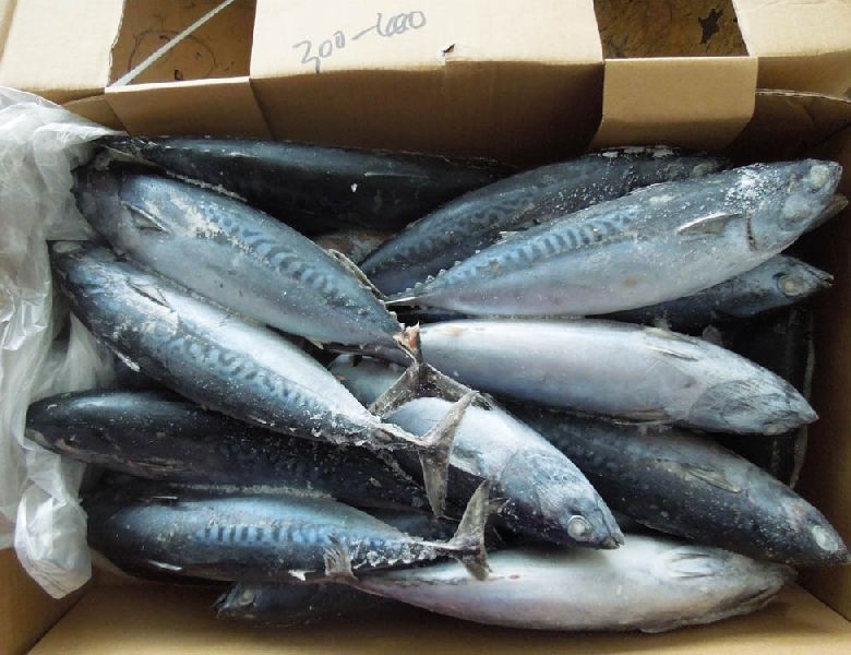 Ready To Ship In Stock Fast Dispatch High Quality Frozen  Tuna Fish For Sale