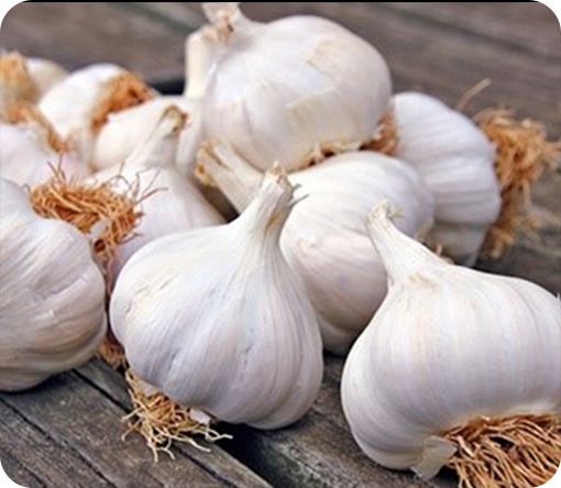 Organic fresh garlic, Color : White