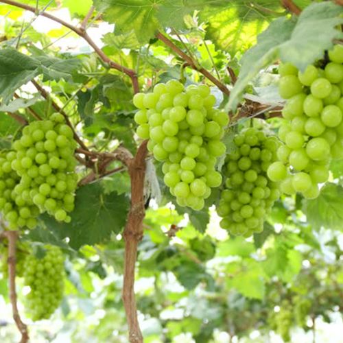 Fresh Green Grapes