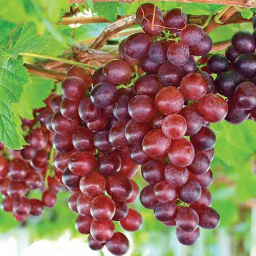 Fresh Red Grapes