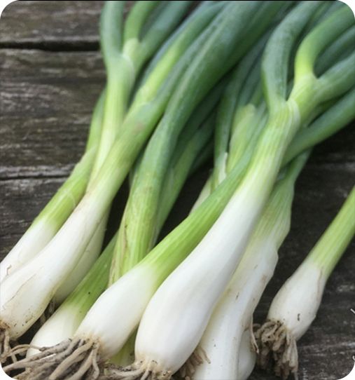 Organic Fresh Spring Onion