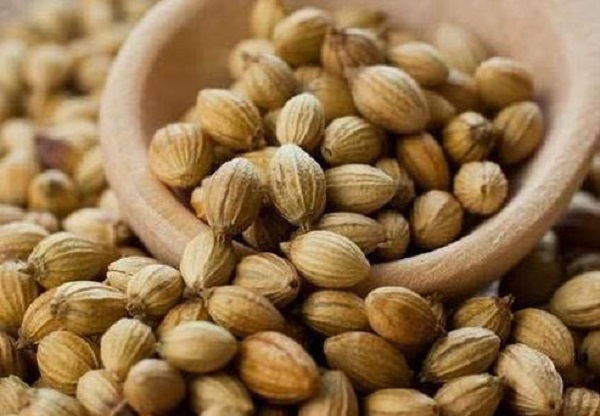 Common coriander seeds, for Agriculture, Cooking, Food, Medicinal, Certification : FDA Certified