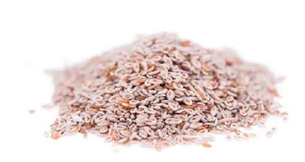 GMO Psyllium Husk, for Food, Healthcare Products, Style : Dried