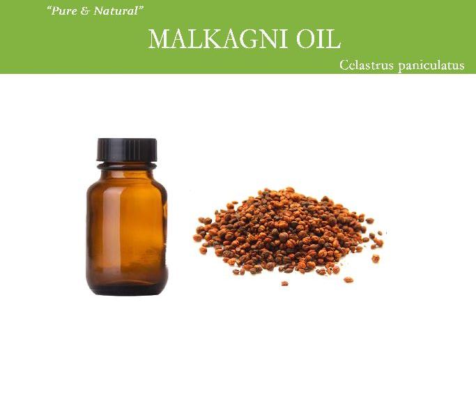 Malkangani Extract, Botanical Name : Psoralea Corylifolia