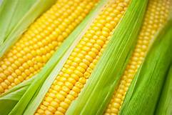 Corn, for Animal Feed, Animal Food, Bio-fuel Application, Cattle Feed, Flour, Food Grade Powder, Human Food
