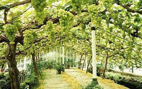 Grapes Plant Growth Regulator