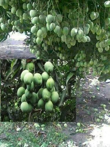 Mango Plant Growth Regulator, Form : Liquid Concentrate