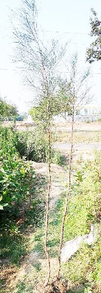 Casuarina Plants