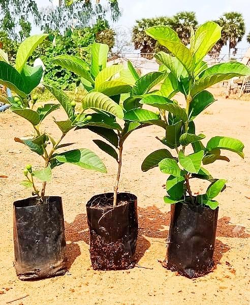 Organic Guava Plants, for Garden, Feature : Disease Free, Fast growth
