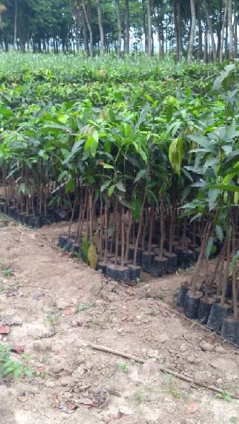 Natural Jackfruit Plants, for Plantation, Length : 0-3Ft