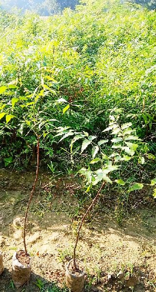 neem plants