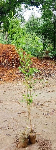 Sheesham Plants, for Agriculture, Landscaping Trees, Length : 0-10ft