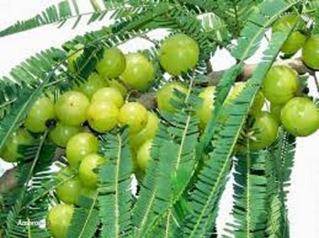 Tissue Culture Amla Plants