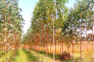 African mahogany plants, for Hard Wood, Color : Green