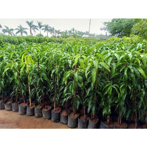 Natural kesar mango plant, Packaging Type : Plastic Packet