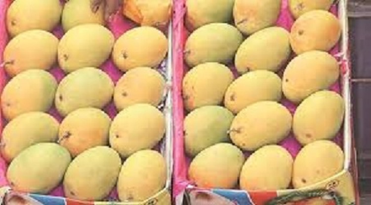 mango fruit exporter