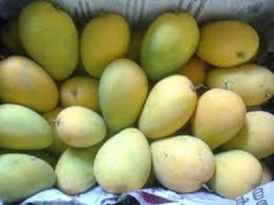 mango plants