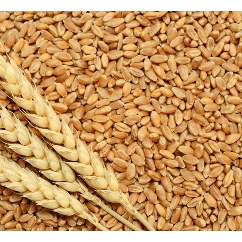 Organic Durum Wheat Seeds, Purity : 99%
