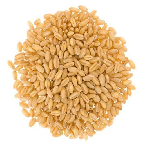Organic Hard Wheat Seeds, Style : Dried