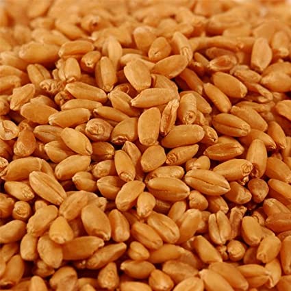 Organic Hybrid Wheat Seeds, Style : Dried