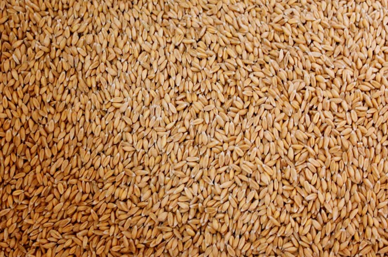 Organic Milling Wheat Seeds, Style : Dried