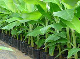 Banana Seedlings, Color : Green