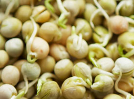 Organic Bean Sprouts, Grade : Food Grade