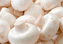 Organic Button Mushrooms, for Cooking, Packaging Type : Polythene Bag